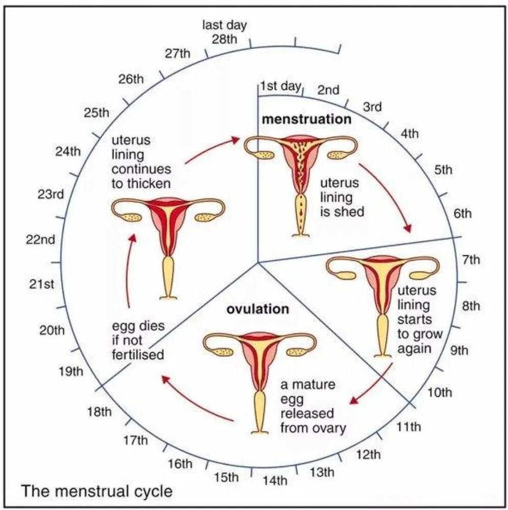 Menstrual Cycle menstrual cycle