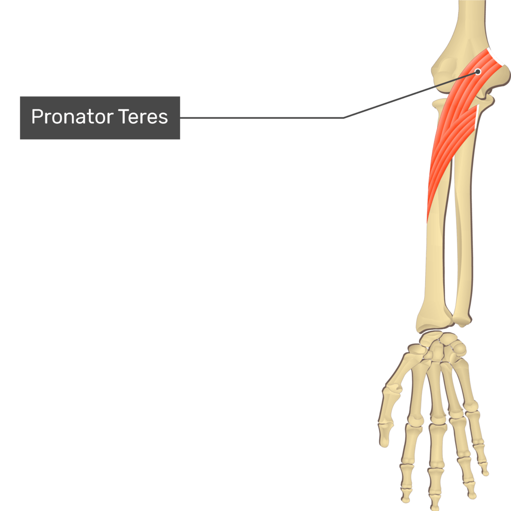 pronator teres